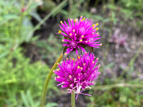Firework Photo by Iris Lan Sept 2022 15.HEIC