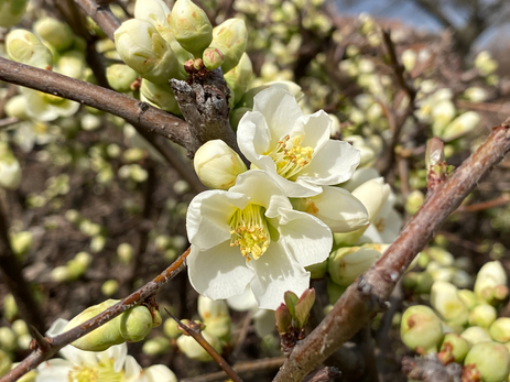 Flowering Quince Photo by Iris Lan 2023 Feb 10.HEIC