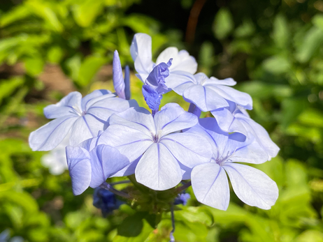 Phlox Photo by Iris Lan Aug 2022 11.HEIC