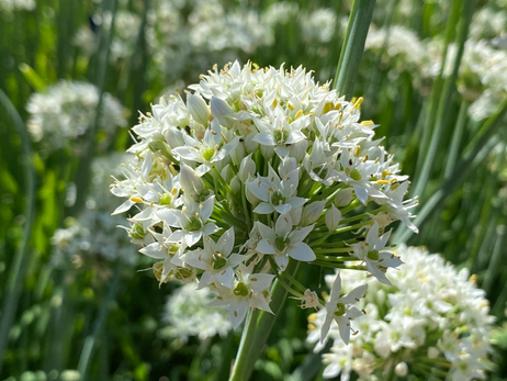 Chive photo by Iris Lan Sept 2022 1.HEIC