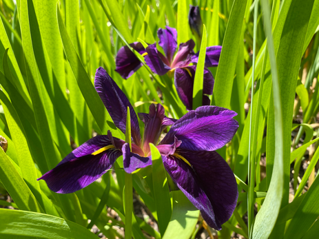 Iris Lan Photo of Iris 2022 May 20.HEIC