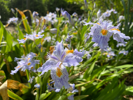 Iris Lan photo of Iris 2020&21 12.HEIC