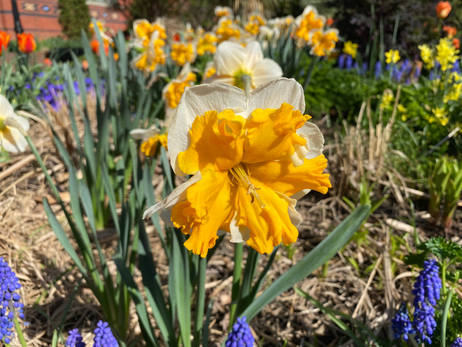 Narcissus Photo by Iris Lan 04112022 2.HEIC