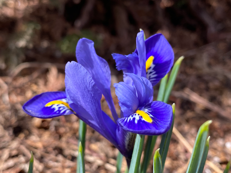 Iris Reticulata Photo by Iris Lan 2023 Feb 6.HEIC