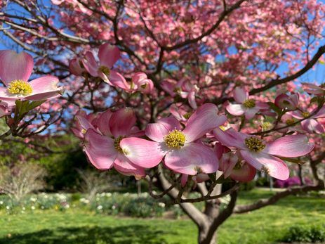 Dogwood Photo by Iris Lan 2022 May 39.HEIC