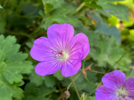 Geranium Photo by Iris Lan Sept 2022 13.HEIC