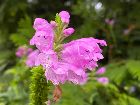 Obedient Photo by Iris Lan Sept 2022 16.heic