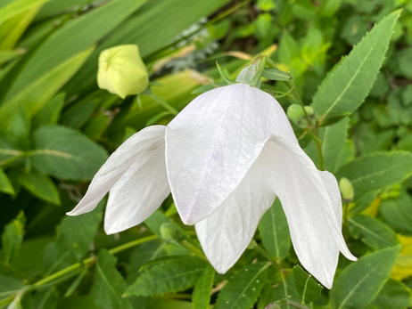 Balloonflower Photo by Iris Lan Sept 2022 18.HEIC