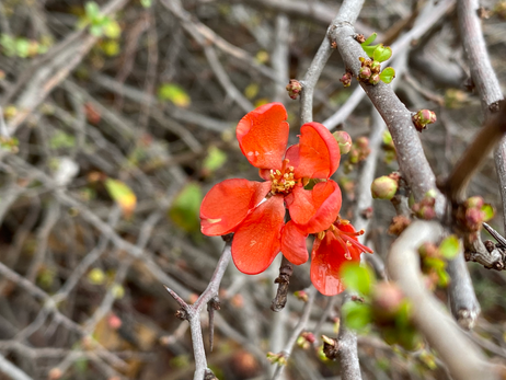 Flowering Quince Photo by Iris Lan 2023 Feb 3.heic