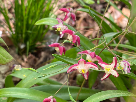 Bishops Hat Photo by Iris Lan 2023 May 8.HEIC