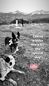 2 cattle dogs wearing bows look at the camera while two humans are getting married on a mountain behind them. iconic wilson peak and sunshine peak are snowy in the background. image is in black and white