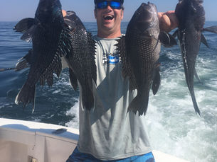 sea bass, inshore