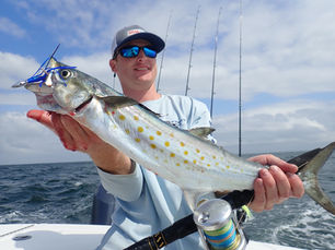 spanish mackerel, trolling, jigging