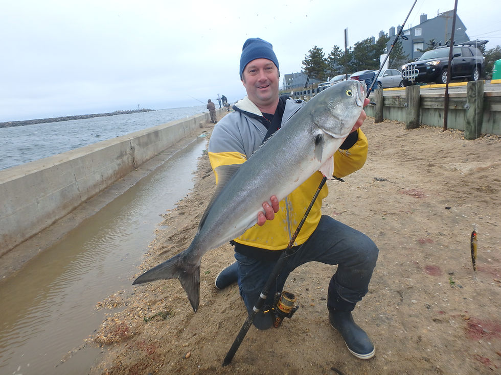 Bluefish enter the inlets and backwaters in May