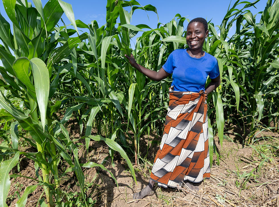 1Y9A5894 lady maize scheme.jpg