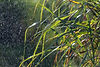 1Y9A7211 Cane water.jpg