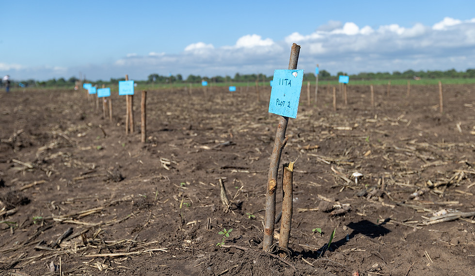1Y9A4823-2 Crop research IITA 01.jpg
