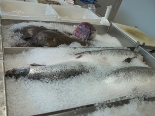 Fish