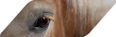 paard.png