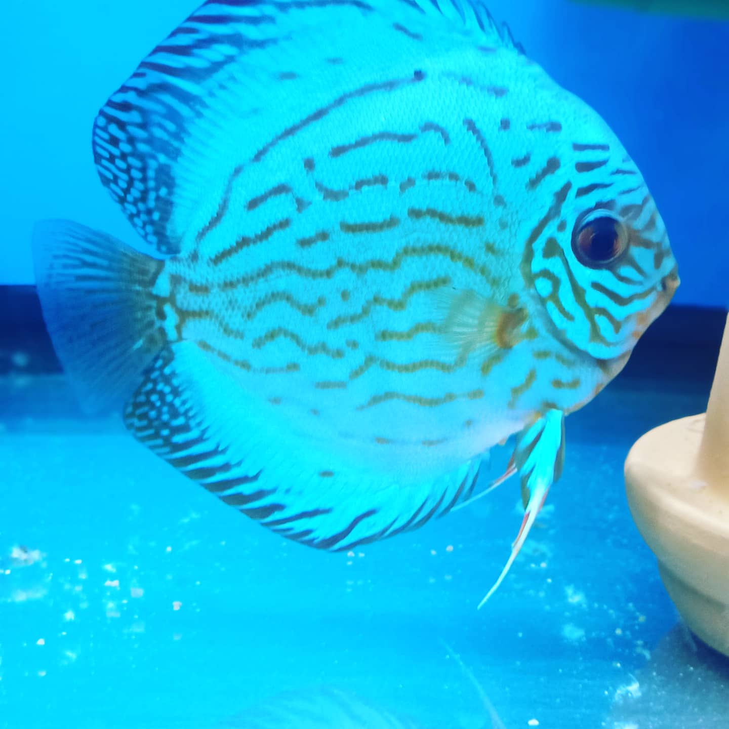 Writer: Discus Milenium