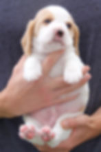 Dapperlee Butterscotch Brownie • Mr Brown