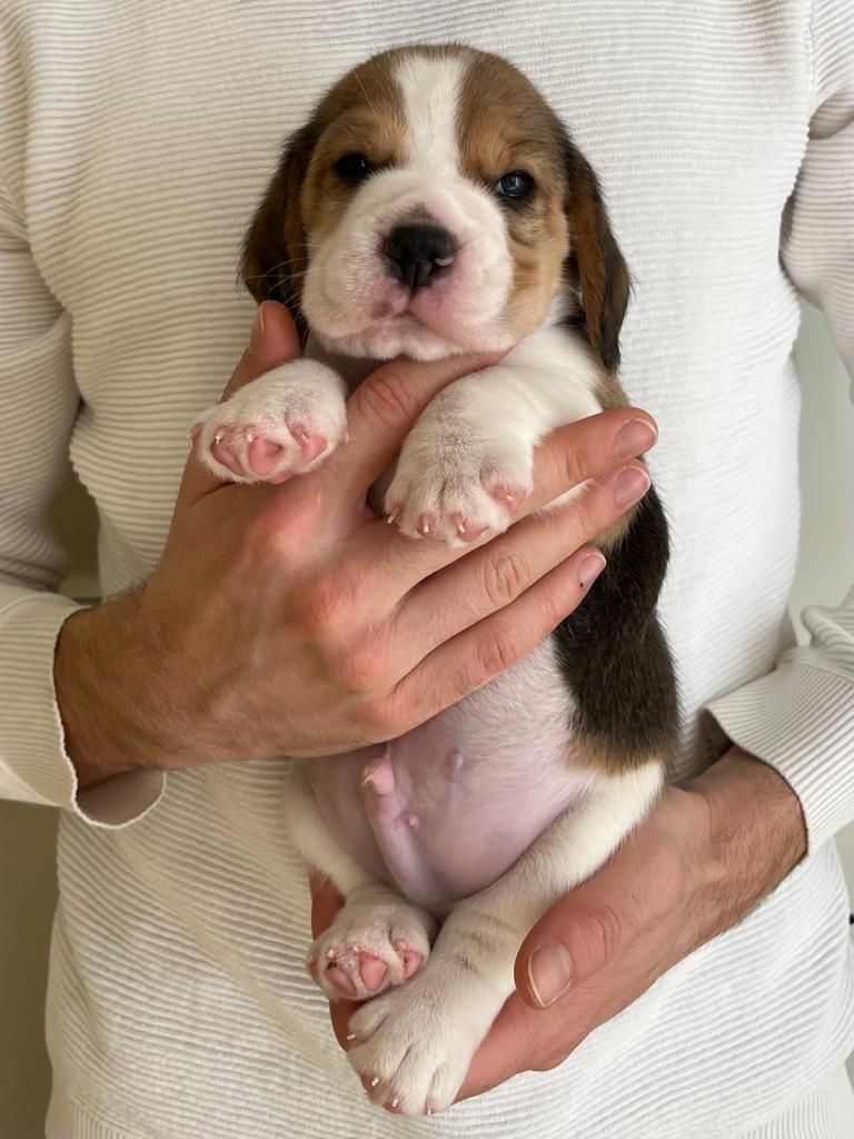 Mr Blue 4 weeks old