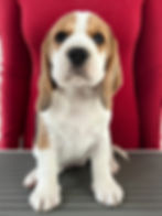 Evangeline - 7 weeks old