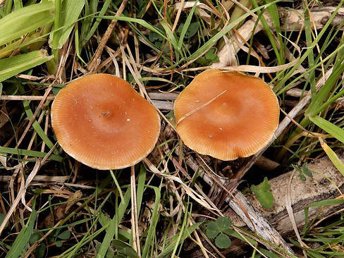 Psilocybe cyanescens