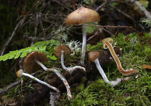 Psilocybe makarorae
