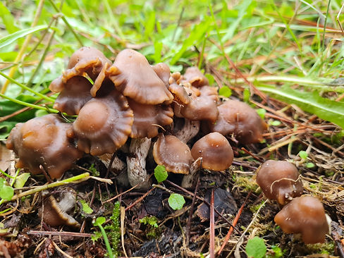 Psilocybe sp. - Sect. Zapotecorum
