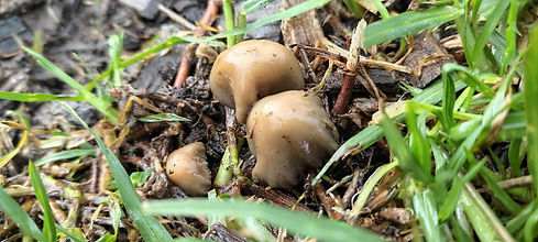 Psilocybe sp. 'subsecotioides'