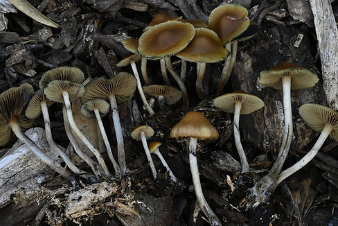 Psilocybe makarorae 'aff.'