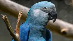 spix