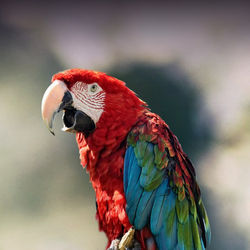 greenwing