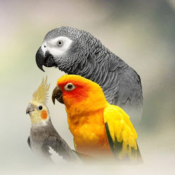 3 birds