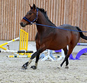 Training of Foals