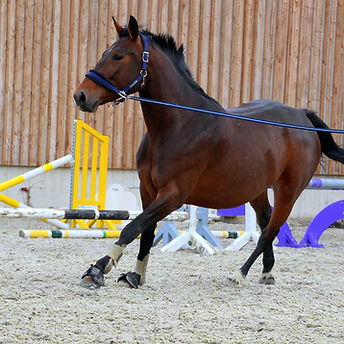Training of Foals