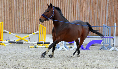 Training of Foals