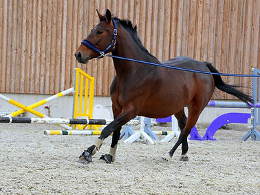 Training of Foals