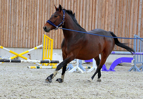Training of Foals