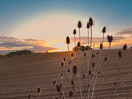 Veld in late zomer tijdens zonsondergang met distels op voorgrond