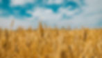 Champ de blé photo panoramique Boulangerie d'Armor