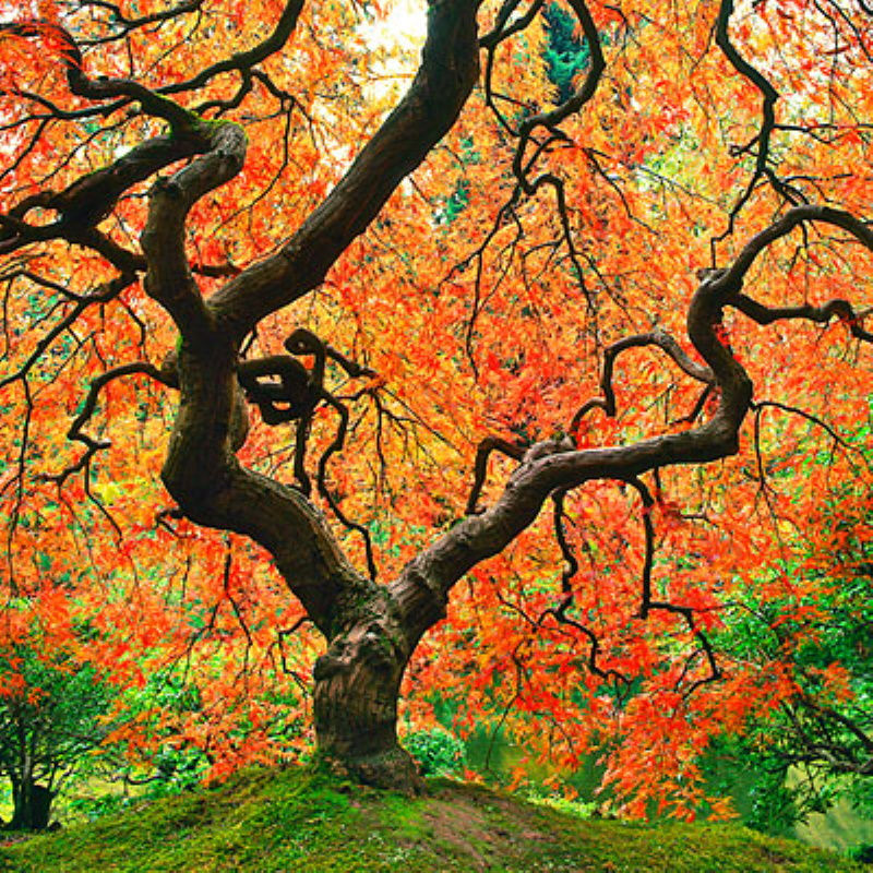 Heilkunst treats the Body, Mind and Emotions