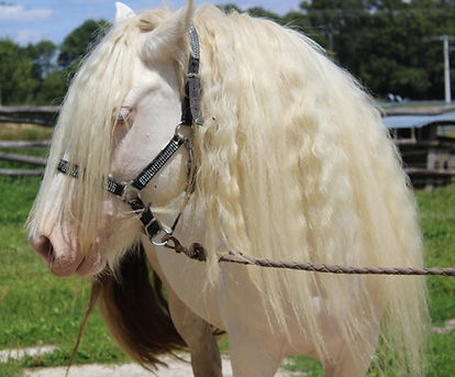 Snow Lady, jument irish cob cremello
