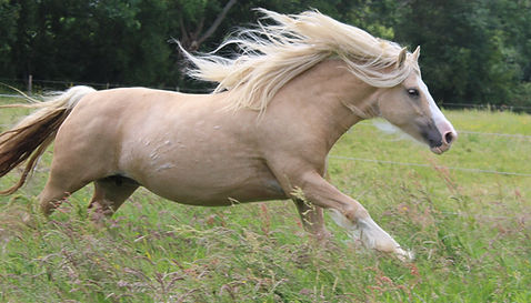 Divine Juliet, gypsy cob palomino