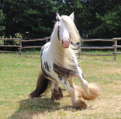 poulinière irish gypsy cob