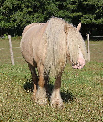 Jument palomino irish cob