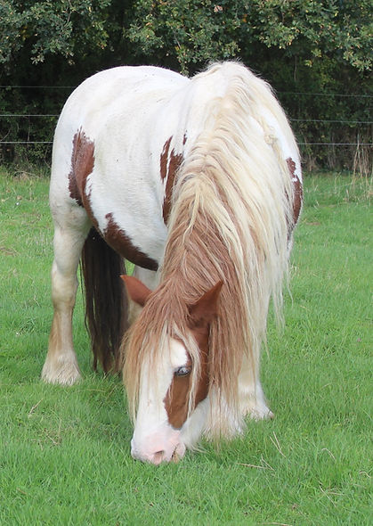 Farah, poulinière irish cob en sarthe