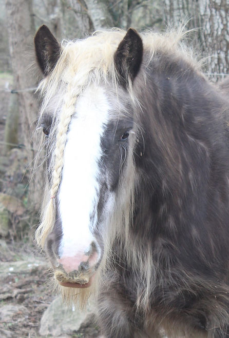 Hermeline, jument irish cob noire silver