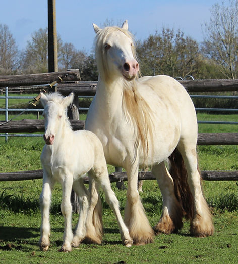 irish cob cremello